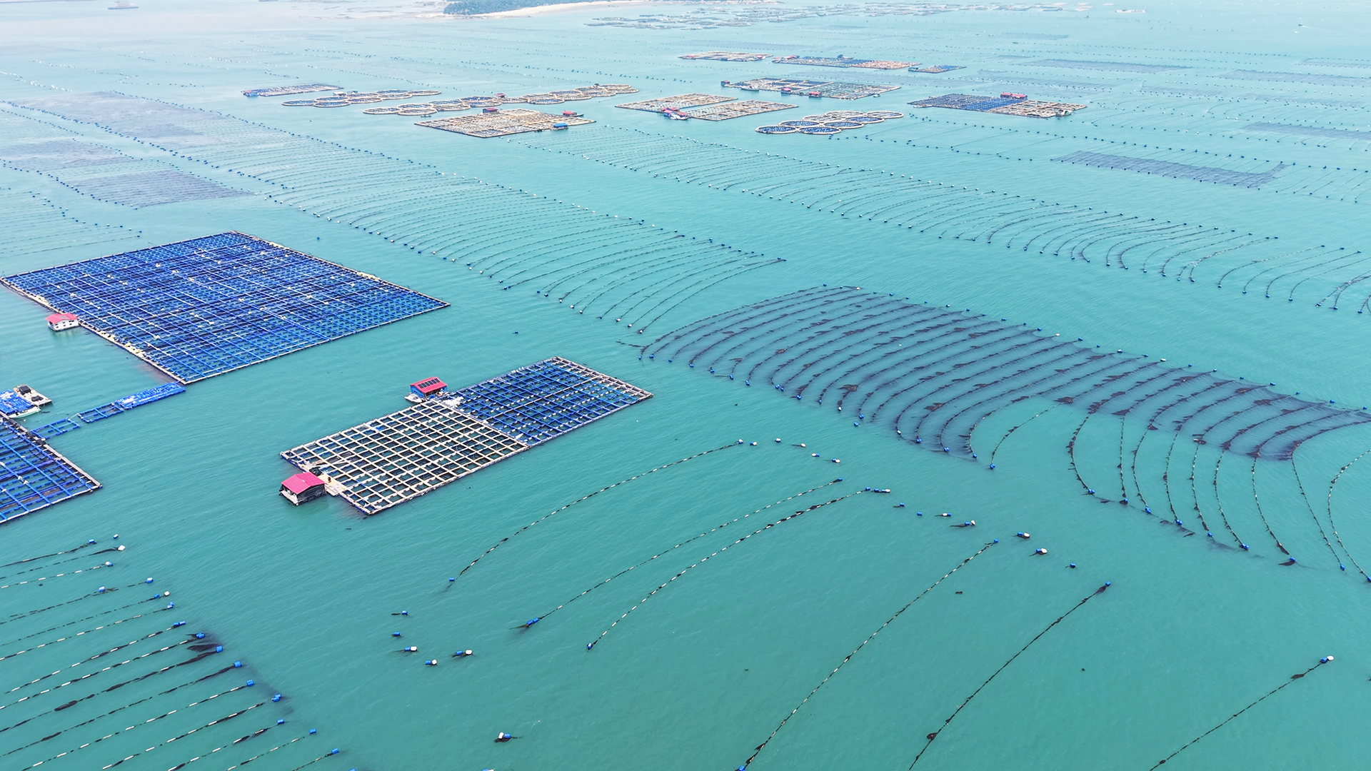 海之极食品海带养殖基地实景 - 莆田海之极食品