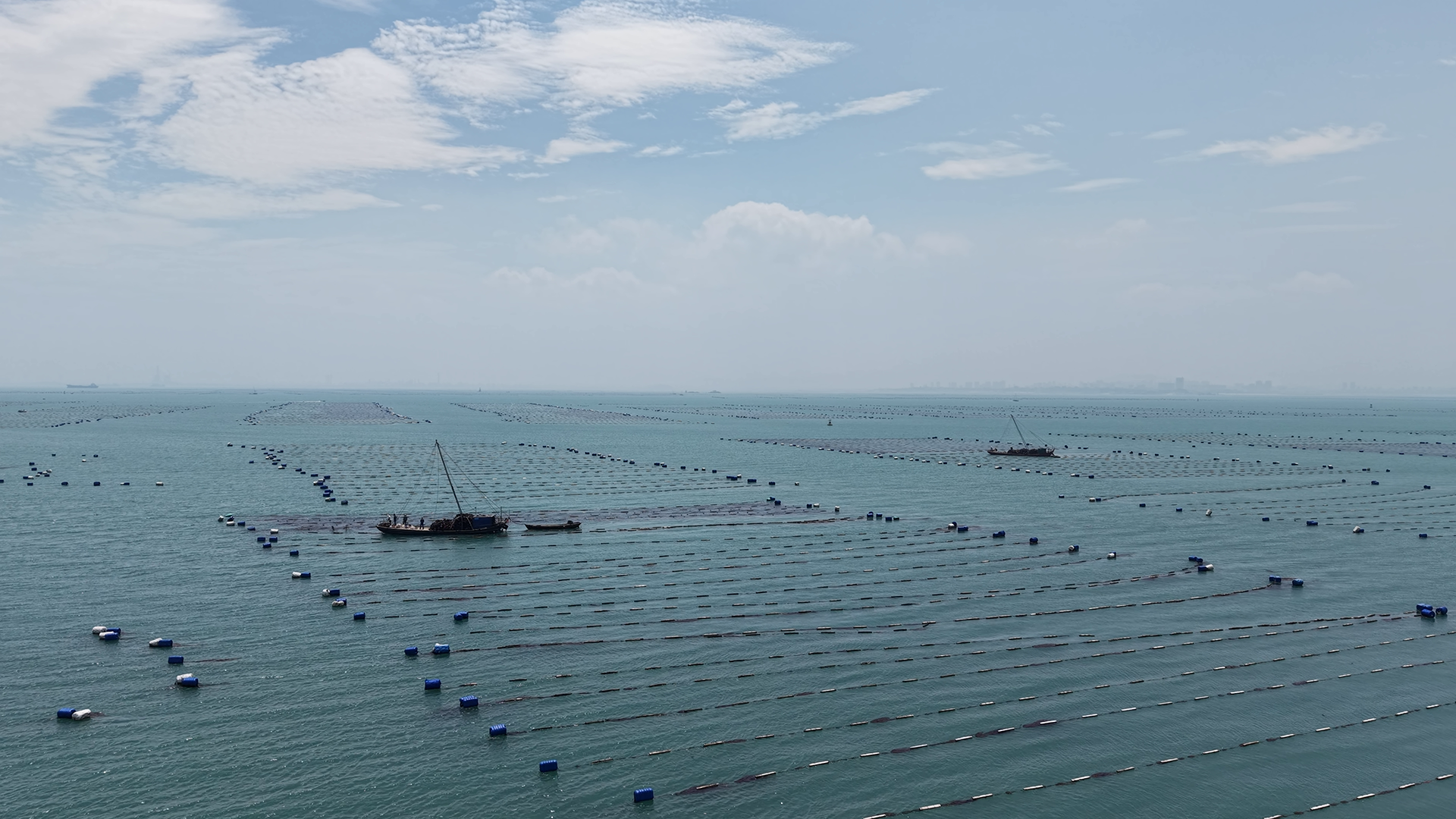 湄洲湾海带海上采收作业 - 莆田海之极食品